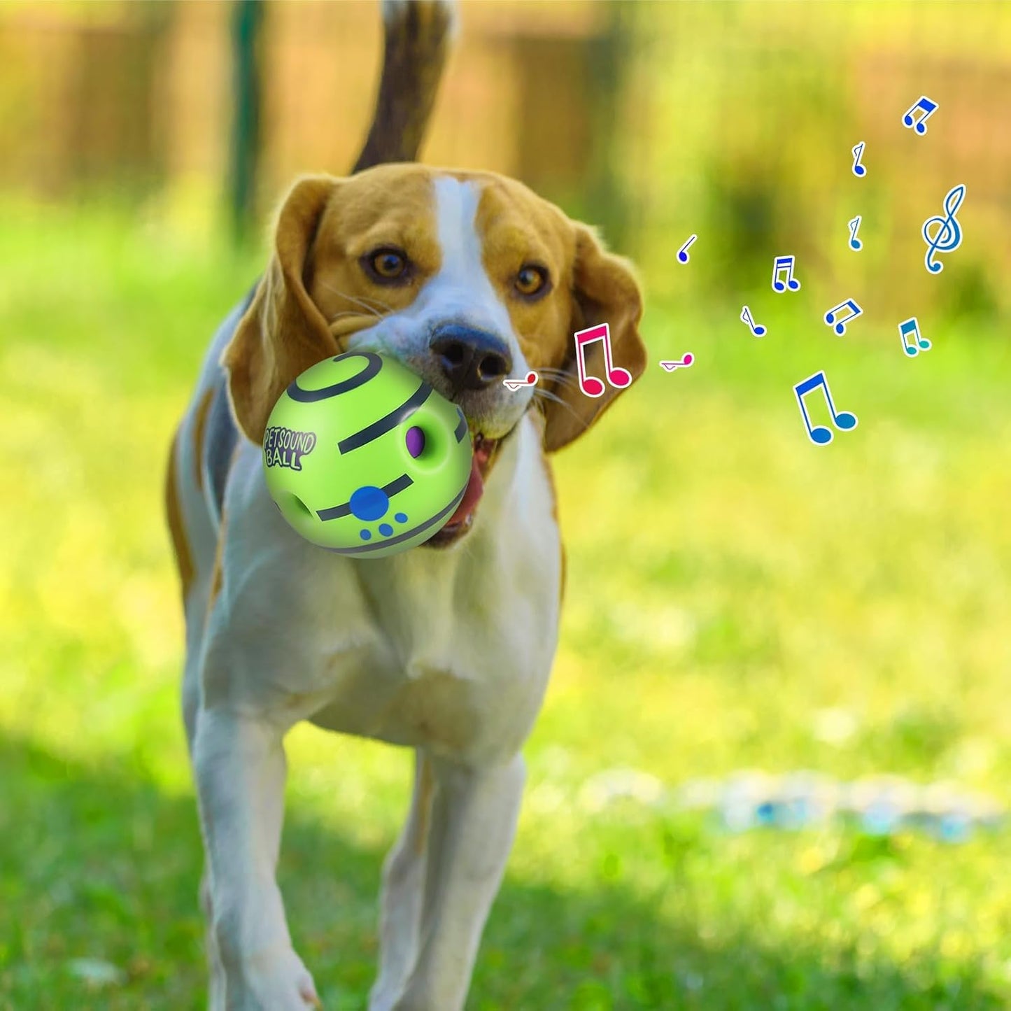Sound Ball for Dogs and Puppies